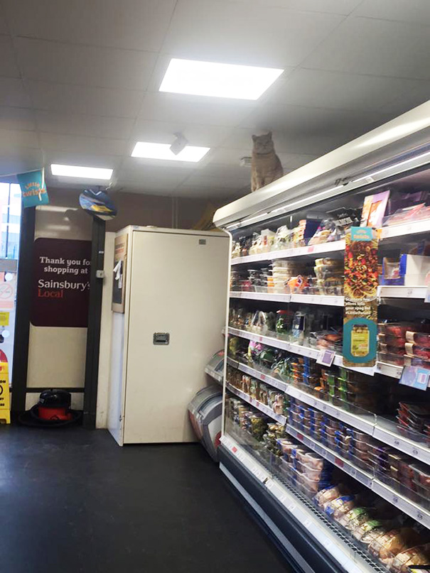 supermarket-sainsburys-cat-olly-oliver-brockley-london-8