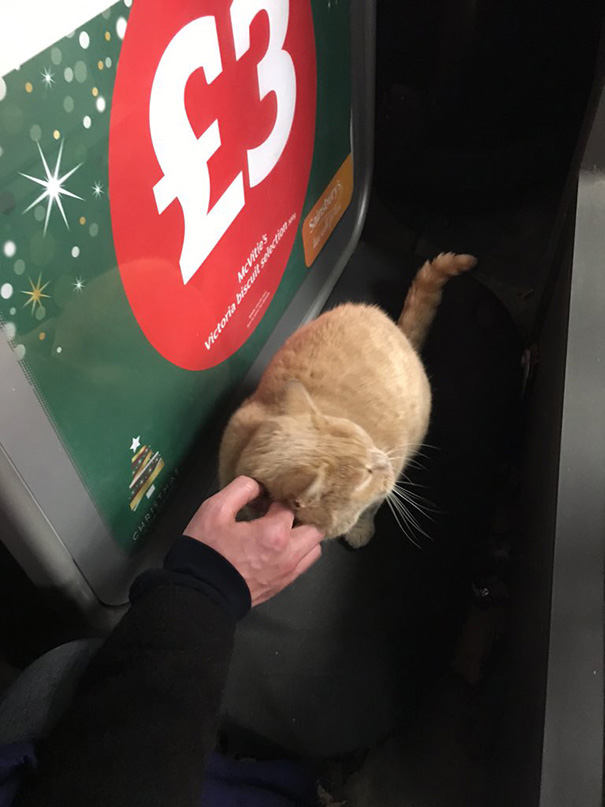 supermarket-sainsburys-cat-olly-oliver-brockley-london-12