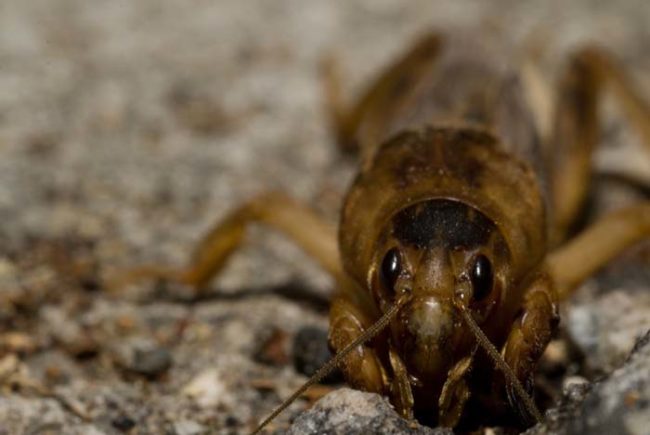 Even though they're not deadly to humans, mole crickets can be still be quite annoying.