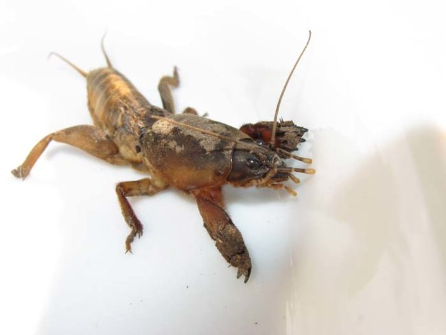 While mole crickets spend the majority of their lives living underground, that changes during mating season.