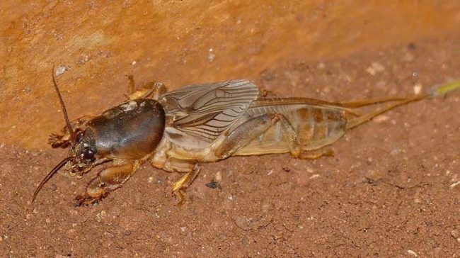 Unfortunately, mole crickets aren't just limited to Australia.
