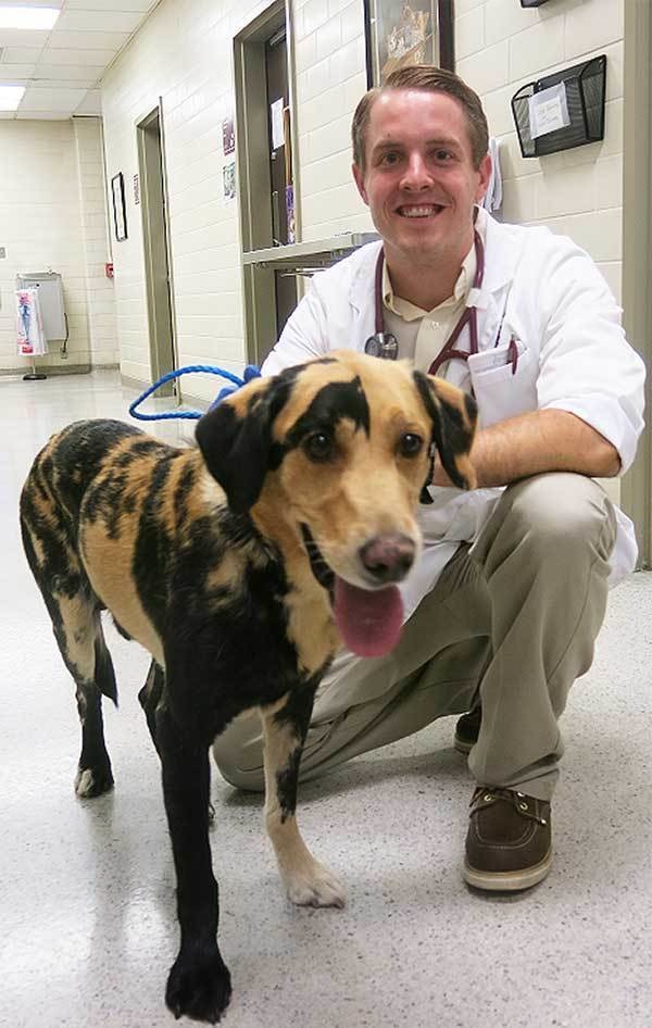 This yellow lab is Bull. His doctor thinks he may have chimera, which is a mutation where an animal is genetically two animals. 