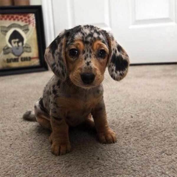 This cute dappled dachshund pup that's looking right at you. 