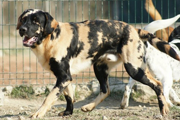 Another example of the mutation showing black spots on yellow labs.