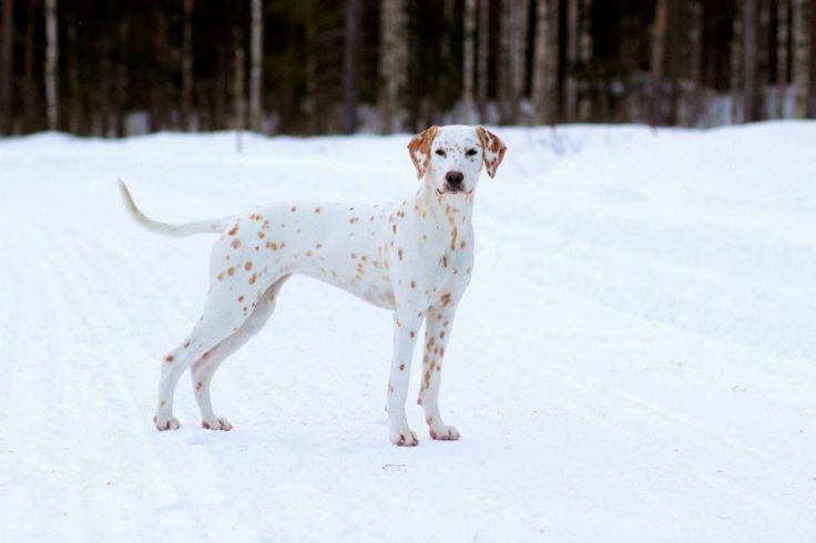 This gorgeous freckled dalmatian. 