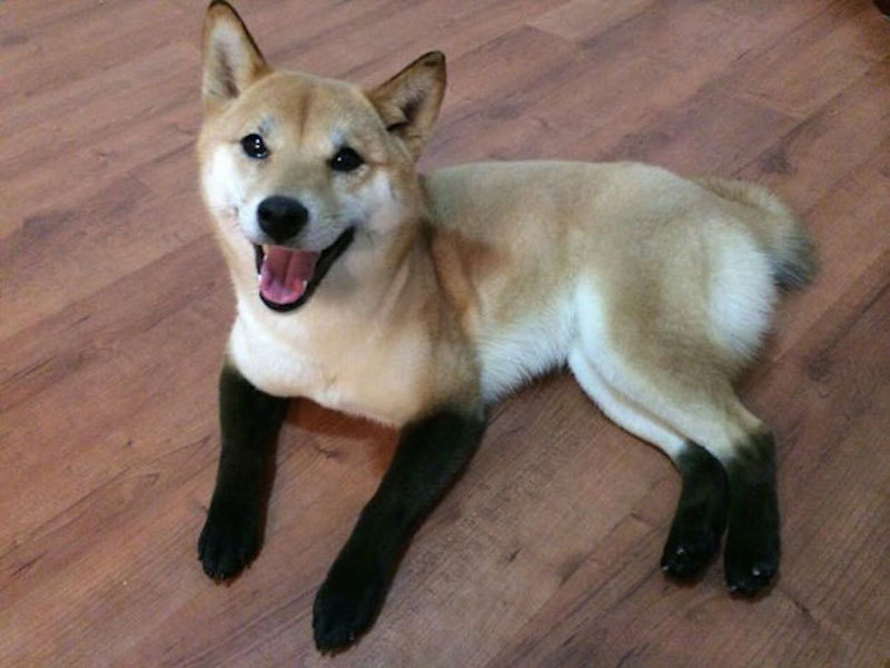 An attractive foxy colored shiba inu with forever black boots on. 