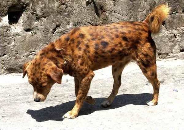 This dog with spots that make it look like a cheetah. 