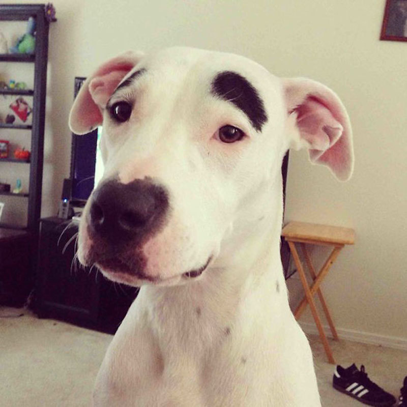 This cute dog with eyebrows always looks like he's questioning you. 