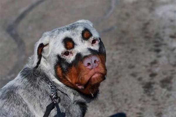 This handsome rottweiler that has vitiligo, which causes depigmentation.