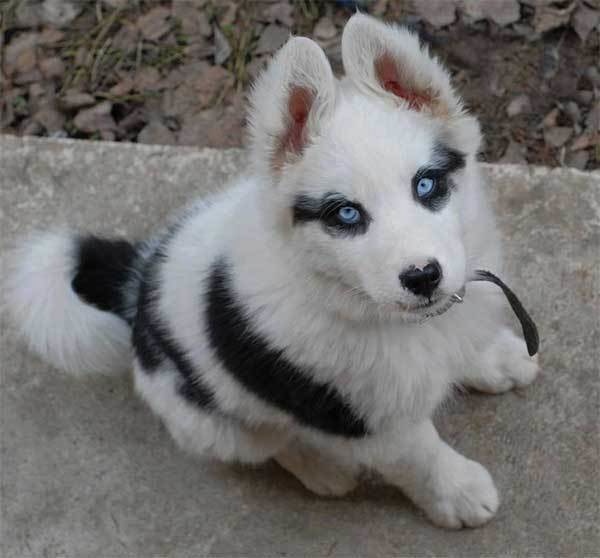 A pup that will forever have winged eyeliner. 