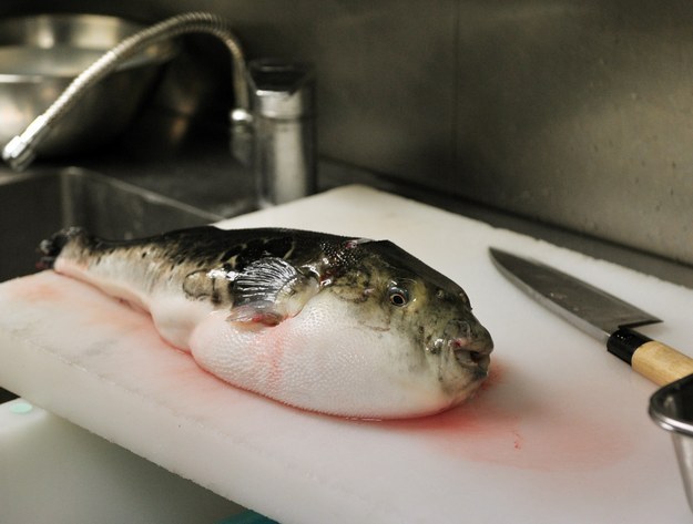 Bit of a tough guy? Torafugu is a toxic pufferfish that has been known to kill. Don't sashimi yourself!