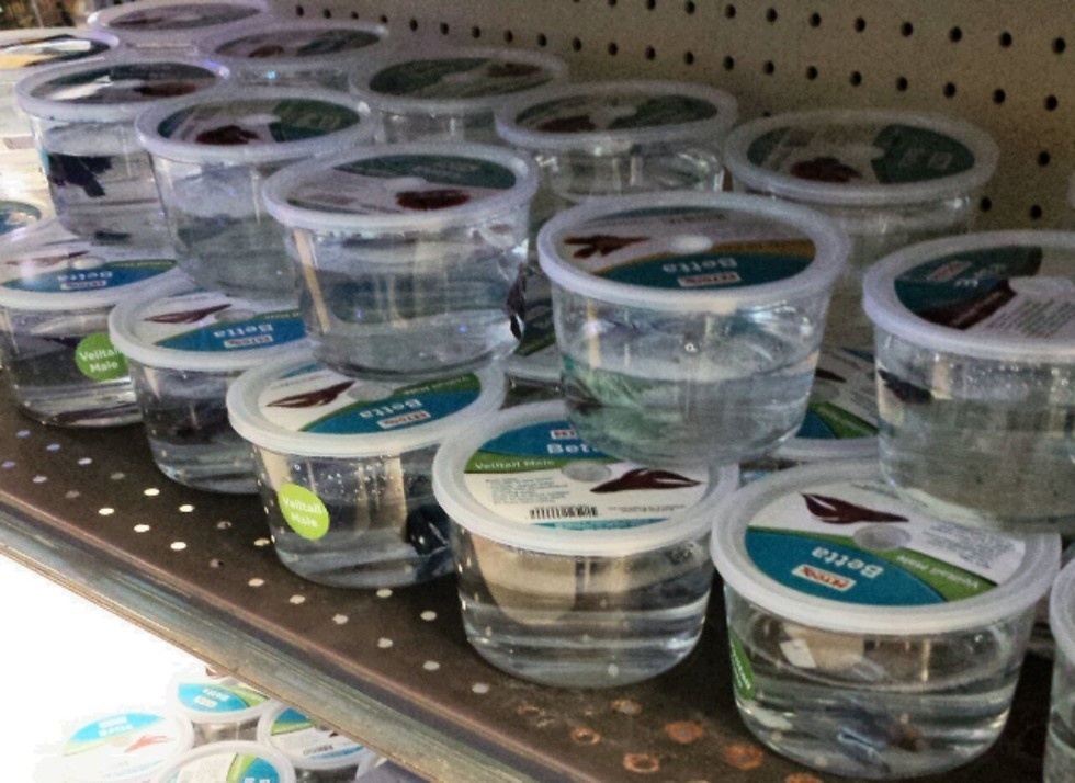 Although popular for pet stores to keep betta fish in small containers, it causes them stress and health issues.