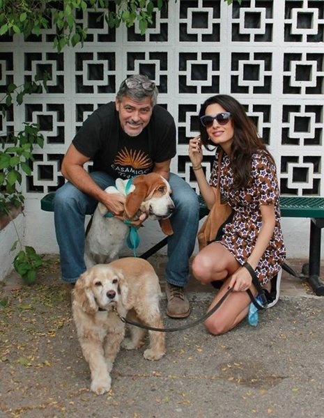 George Clooney, wife Amal, and their cocker spaniel Louie welcomed the Basset hound Millie into their family at the San Gabriel Valley Humane Society last October.