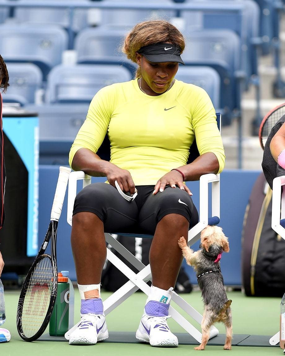  Chip the Yorkie supports Serena Williams while she takes a break from tennis practice.