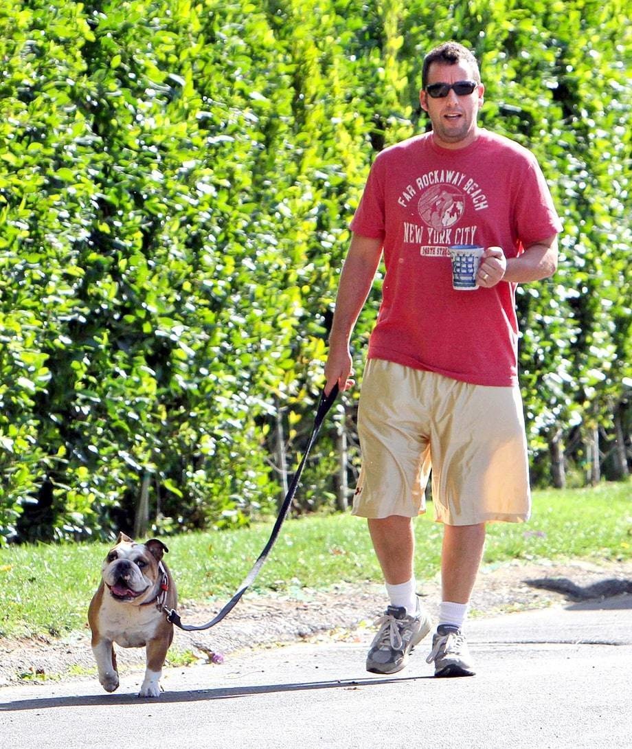 Adam Sandler is a big bulldog lover! Here he is pictured with Matzoball. In 2003, he selected his dog Meatball as his Best Man.