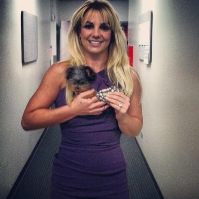 Britney Spears's dog, Hannah, has over 57K followers on Twitter.