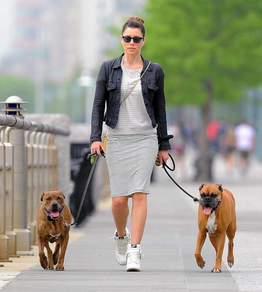 Jessica Biel and Justin Timberlake are proud parents to three beautiful canines: Tina the pit bull and Buckley and Brennan, both boxers.