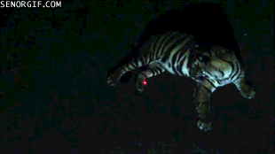 tiger laser laser pointer
