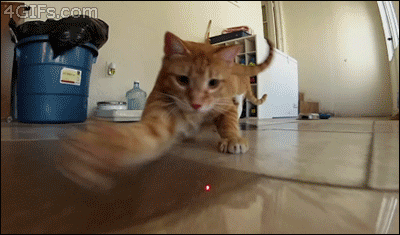 cat laser chasing laser pointer