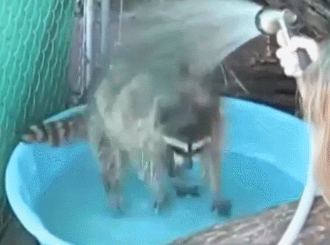shower raccoon taking