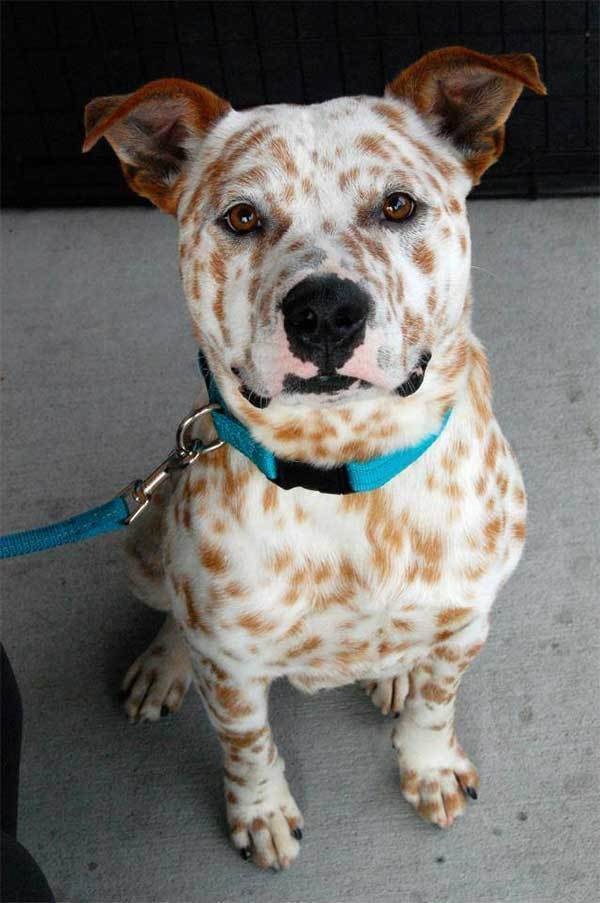 This stunning albino dog with orange freckles is too cute.