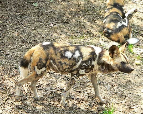 African painted dogs, they're bewitching but dangerous.