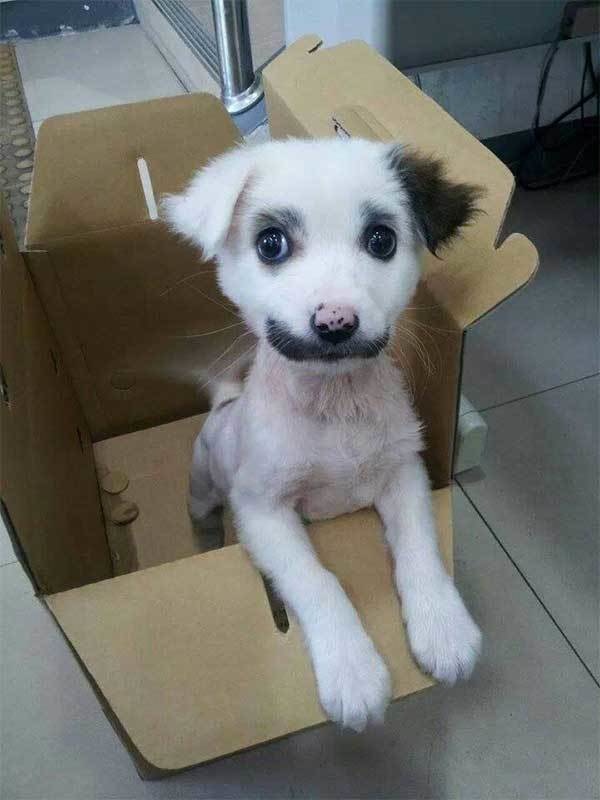 An oreo-toned dog that mustache you a question. 