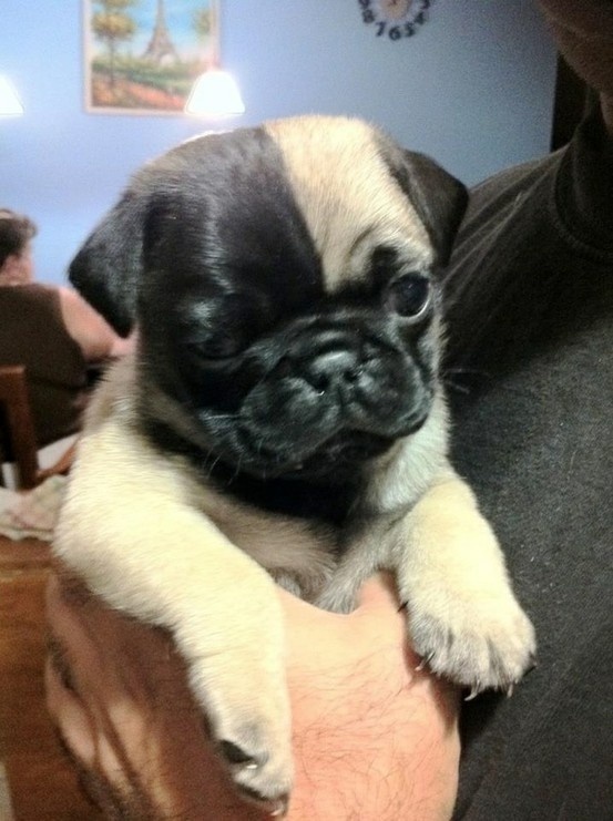 An adorable two toned pug pup. 