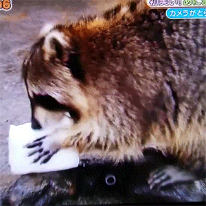 raccoon water