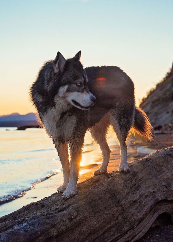 i rescued a husky and later he saved me from an abusive relationship 7  880 1 Adopted husky saves his owner from a terribly abusive relationship (21 Photos)