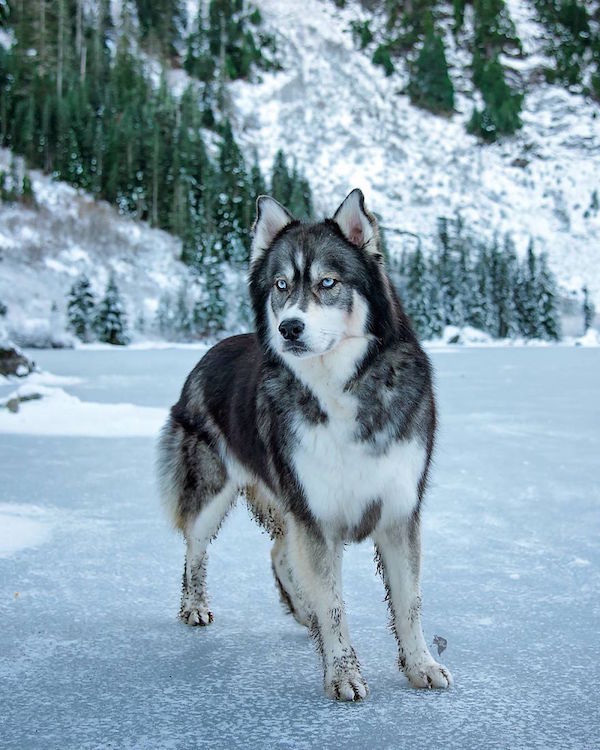 i rescued a husky and later he saved me from an abusive relationship 7  880 Adopted husky saves his owner from a terribly abusive relationship (21 Photos)
