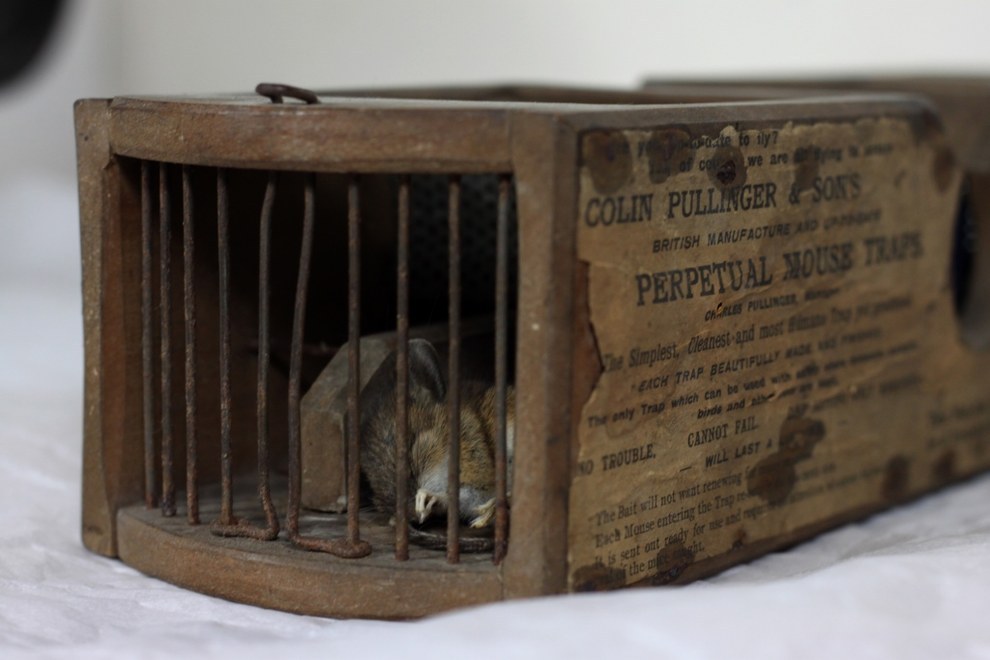 A freshly dead mouse has been found inside a mousetrap so old it is literally a museum exhibit.