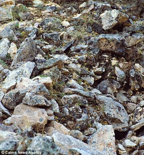 An American Pika performs a vanishing act in the Cascade Range of Washington.