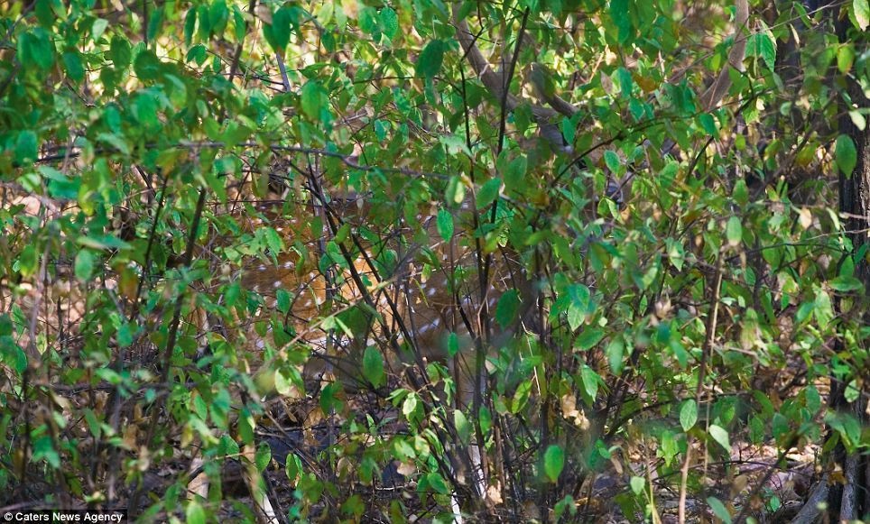 In Rajasthan, India, a male spotted deer disappears amongst the vegetation.