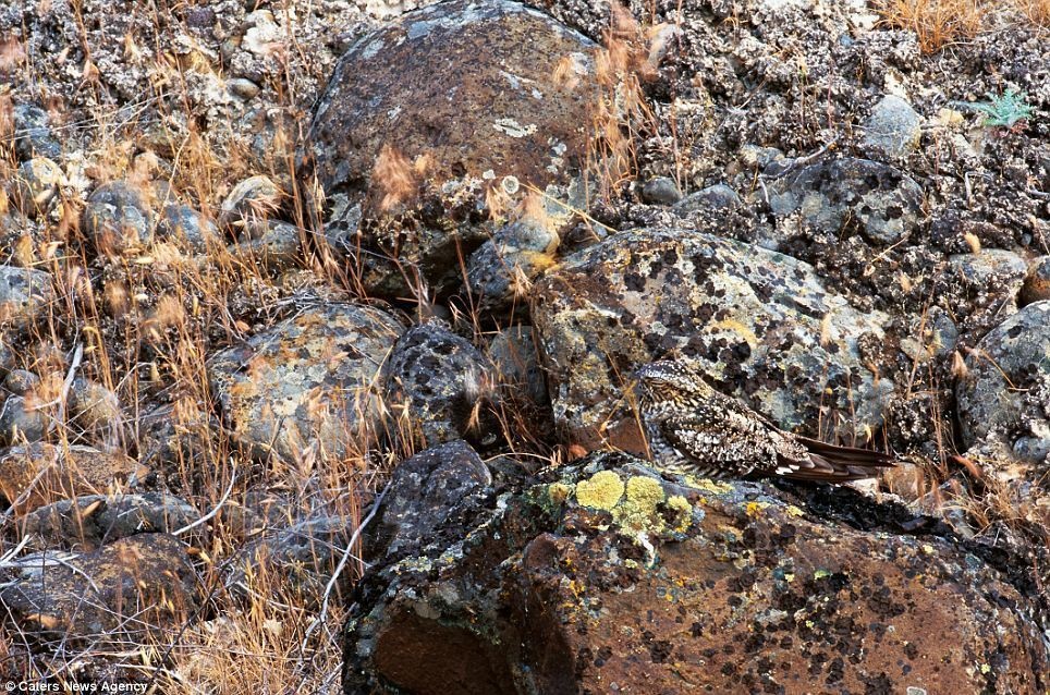 A nighthawk rests on rocks -- and happens to blend in completely.