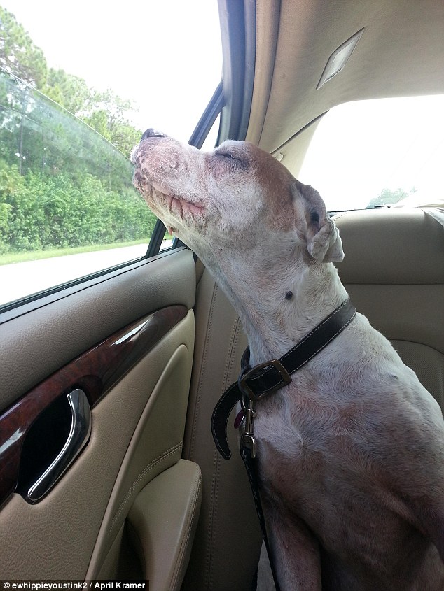 The old girl: This image of Libra, an elderly dog from Florida taking a breath of fresh air on her final car ride, has gained internet fame after being posted on Reddit