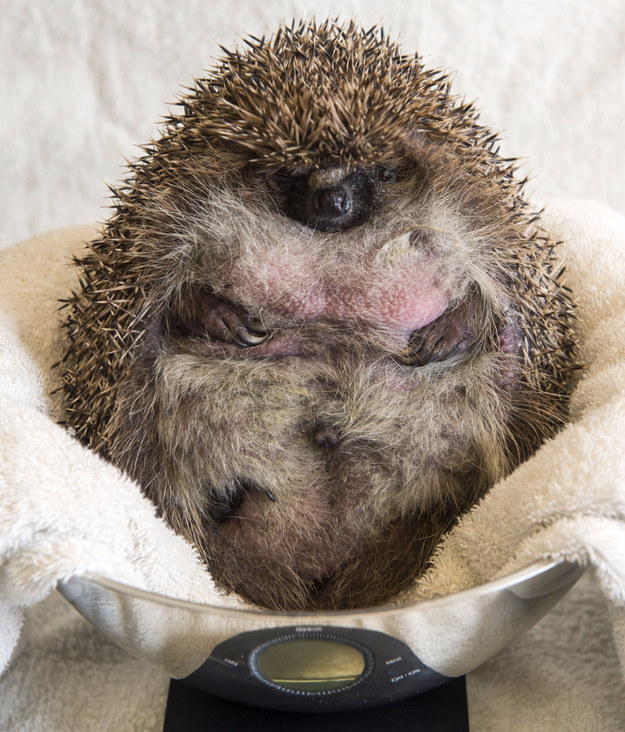 Meet Jabba, the fattest hedgehog you will probably ever see.