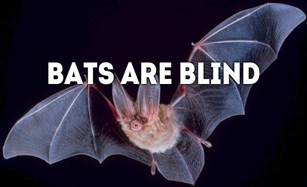 Not a single one of the 1200 or so species of bat suffers with naturally occurring blindness