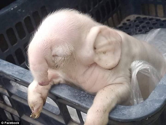 The piglet, which was born in Pramaoy in Cambodia’s west, is pink with a long, trunk-like snout and big, fanned out ears like an elephant