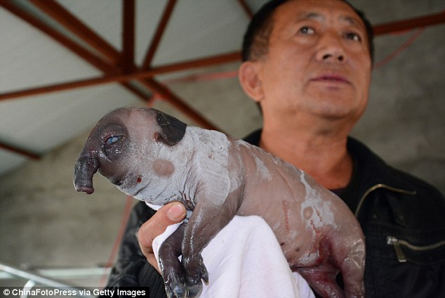 In 2014, a similar looking piglet was born in China, but it only survived for two hours as it was born without a mouth