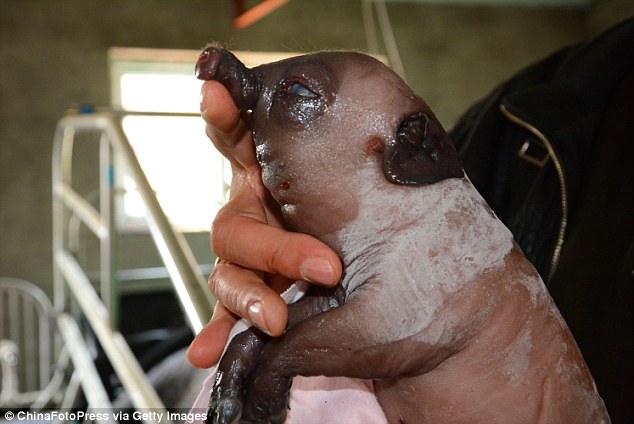 The piglet was one of eight piglets born in Jilin in south-eastern China, with seven healthy siblings