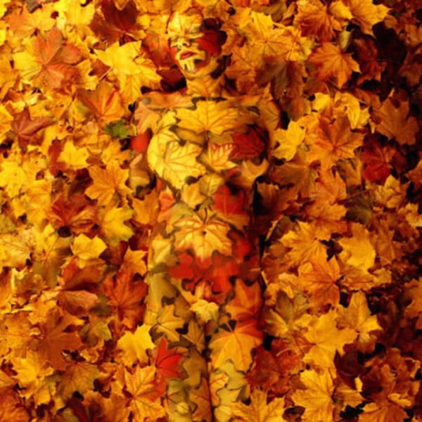 Just a pile of leaves? Think again!