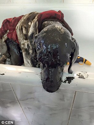 The dog was eventually taken to a vet, who had the tough task of removing the tarmac from the dog's fur