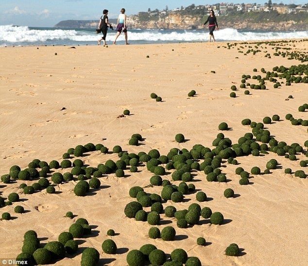 Egg shaped seaweed appeared on Sydney's Dee Why Beach in Australia. 