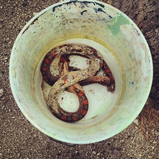 A snake kept in a bucket for safety.