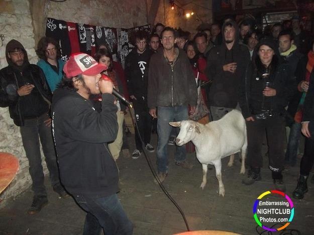 If nightclubs always had goats, I'd always go to them.