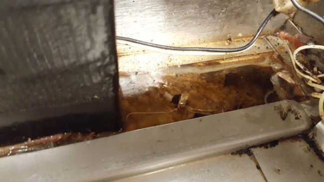 Yep, that is stray syrup and various other "materials" that can accumulate in the corners of soda fountains if they're not cleaned regularly.