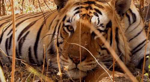 tiger animals seamless breathing lying