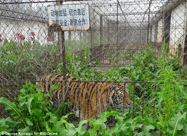 Caged: Tiger in solitary enclosure in Xiongsen Tiger Park in Guilin, officially a wildlife conservation centre