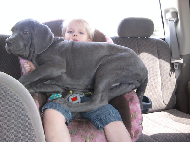 Big puppy wants to be a lapdog.